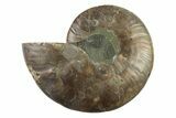 Cut & Polished Ammonite Fossil (Half) - Madagascar #341214-1